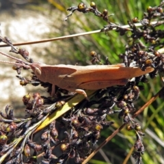 Goniaea carinata (Black kneed gumleaf grasshopper) at ANBG - 16 Dec 2018 by RodDeb