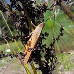 Goniaea carinata at Acton, ACT - 17 Dec 2018 10:02 AM