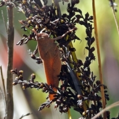 Goniaea carinata at Acton, ACT - 17 Dec 2018