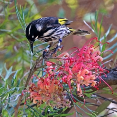 Phylidonyris novaehollandiae (New Holland Honeyeater) at Acton, ACT - 16 Dec 2018 by RodDeb