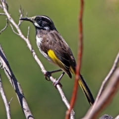 Phylidonyris novaehollandiae at Acton, ACT - 17 Dec 2018