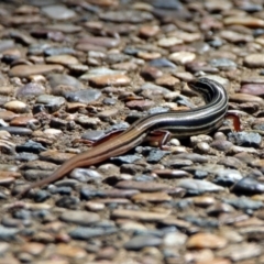 Ctenotus taeniolatus (Copper-tailed Skink) at ANBG - 17 Dec 2018 by RodDeb