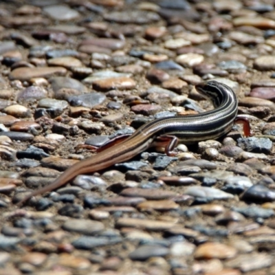 Ctenotus taeniolatus (Copper-tailed Skink) at Acton, ACT - 16 Dec 2018 by RodDeb