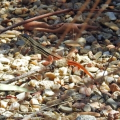 Ctenotus taeniolatus at Acton, ACT - 17 Dec 2018