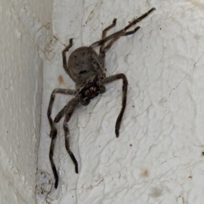 Isopeda (genus) (Huntsman Spider) at Acton, ACT - 17 Dec 2018 by RodDeb