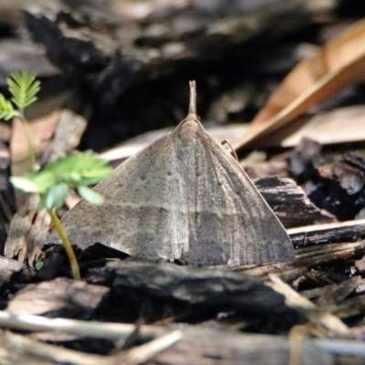 Epidesmia hypenaria (Long-nosed Epidesmia) at Acton, ACT - 16 Dec 2018 by RodDeb