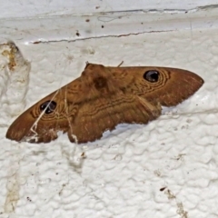 Dasypodia selenophora (Southern old lady moth) at Hackett, ACT - 17 Dec 2018 by RodDeb