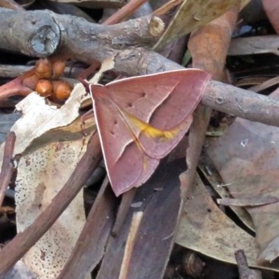 Epidesmia chilonaria (Golden-winged Epidesmia) at GG26 - 16 Dec 2018 by RodDeb