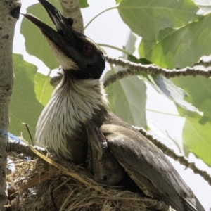 Philemon corniculatus at Curtin, ACT - 8 Dec 2018 11:20 AM