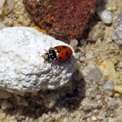 Hippodamia variegata (Spotted Amber Ladybird) at Acton, ACT - 17 Dec 2018 by RodDeb