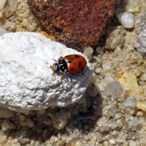 Hippodamia variegata at Acton, ACT - 17 Dec 2018 10:42 AM