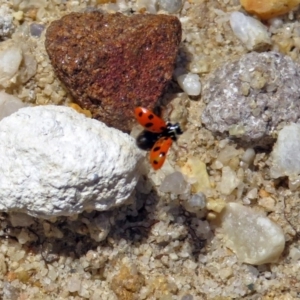 Hippodamia variegata at Acton, ACT - 17 Dec 2018