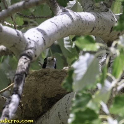 Grallina cyanoleuca (Magpie-lark) at Curtin, ACT - 8 Dec 2018 by BIrdsinCanberra