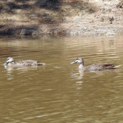 Anas superciliosa (Pacific Black Duck) at Pine Island to Point Hut - 18 Dec 2018 by RodDeb