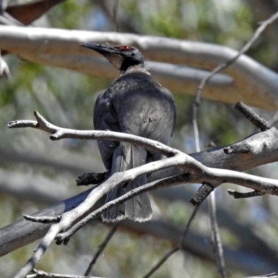 Philemon corniculatus (Noisy Friarbird) at Greenway, ACT - 18 Dec 2018 by RodDeb