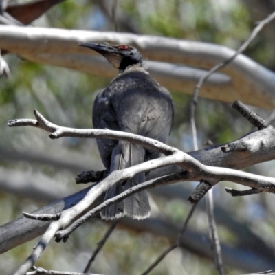 Philemon corniculatus (Noisy Friarbird) at Greenway, ACT - 17 Dec 2018 by RodDeb