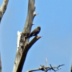 Artamus cyanopterus (Dusky Woodswallow) at Greenway, ACT - 18 Dec 2018 by RodDeb