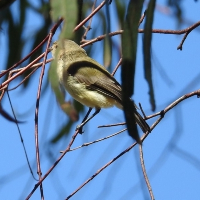 Smicrornis brevirostris (Weebill) at Macarthur, ACT - 17 Dec 2018 by RodDeb