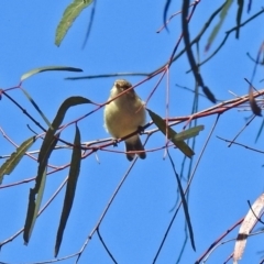 Smicrornis brevirostris at Macarthur, ACT - 18 Dec 2018