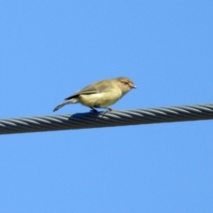 Smicrornis brevirostris at Macarthur, ACT - 18 Dec 2018 10:13 AM