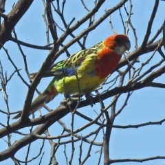 Platycercus eximius (Eastern Rosella) at Pine Island to Point Hut - 17 Dec 2018 by RodDeb