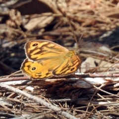 Heteronympha merope (Common Brown Butterfly) at Greenway, ACT - 18 Dec 2018 by RodDeb