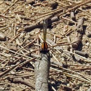 Nososticta solida at Greenway, ACT - 18 Dec 2018