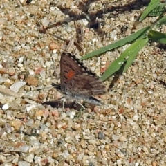 Lucia limbaria (Chequered Copper) at Greenway, ACT - 18 Dec 2018 by RodDeb