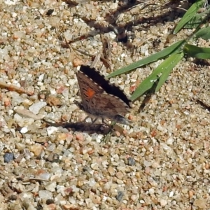 Lucia limbaria at Greenway, ACT - 18 Dec 2018 11:17 AM