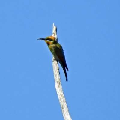 Merops ornatus (Rainbow Bee-eater) at Pine Island to Point Hut - 18 Dec 2018 by RodDeb