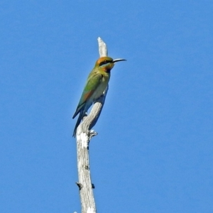 Merops ornatus at Greenway, ACT - 18 Dec 2018