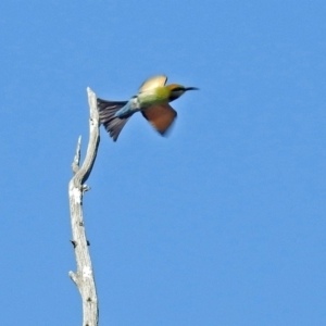 Merops ornatus at Greenway, ACT - 18 Dec 2018