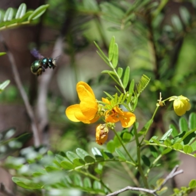 Xylocopa (Lestis) aerata (Golden-Green Carpenter Bee) at Hackett, ACT - 18 Dec 2018 by TimL