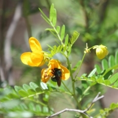 Xylocopa (Lestis) aerata at Hackett, ACT - 18 Dec 2018