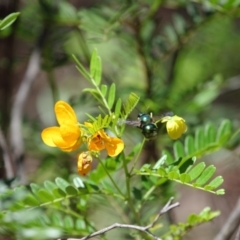 Xylocopa (Lestis) aerata at Hackett, ACT - 18 Dec 2018