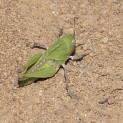 Gastrimargus musicus (Yellow-winged Locust or Grasshopper) at The Pinnacle - 17 Dec 2018 by Alison Milton