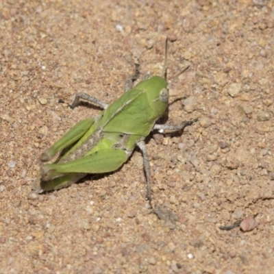 Gastrimargus musicus (Yellow-winged Locust or Grasshopper) at Hawker, ACT - 17 Dec 2018 by Alison Milton