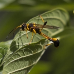 Sceliphron laetum (Common mud dauber wasp) at Higgins, ACT - 17 Dec 2018 by Alison Milton