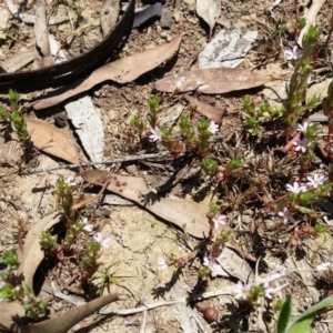 Lythrum hyssopifolia at Hackett, ACT - 18 Dec 2018 02:19 PM