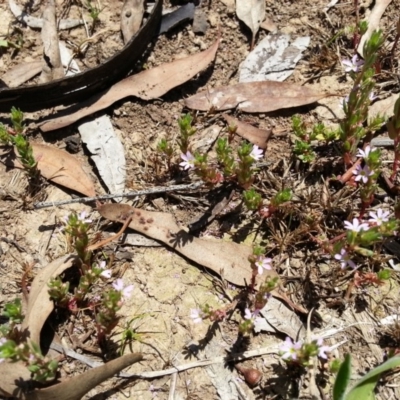 Lythrum hyssopifolia (Small Loosestrife) at Hackett, ACT - 18 Dec 2018 by waltraud