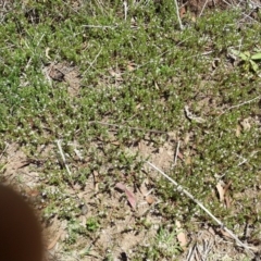 Lythrum hyssopifolia at Hackett, ACT - 18 Dec 2018 02:19 PM