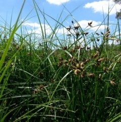 Bolboschoenus fluviatilis (Marsh Club-rush) at Hackett, ACT - 18 Dec 2018 by waltraud