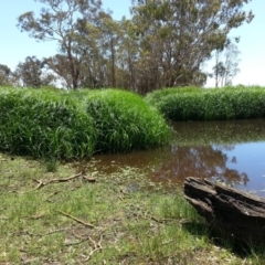 Bolboschoenus fluviatilis at Hackett, ACT - 18 Dec 2018 02:13 PM