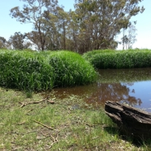 Bolboschoenus fluviatilis at Hackett, ACT - 18 Dec 2018