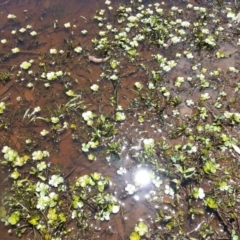 Marsilea mutica (Nardoo) at Hackett, ACT - 18 Dec 2018 by waltraud