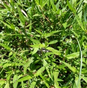 Persicaria prostrata at Hackett, ACT - 22 Dec 2018