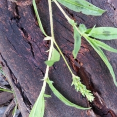 Persicaria prostrata at Hackett, ACT - 22 Dec 2018 07:45 PM