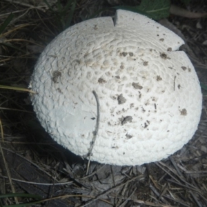 zz agaric (stem; gills white/cream) at Higgins, ACT - 18 Dec 2018 07:07 PM