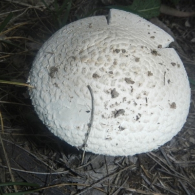 zz agaric (stem; gills white/cream) at Higgins, ACT - 18 Dec 2018 by AlisonMilton