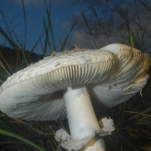 zz agaric (stem; gills white/cream) at Higgins, ACT - 18 Dec 2018 07:07 PM